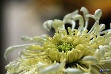 IMG_5179.jpg