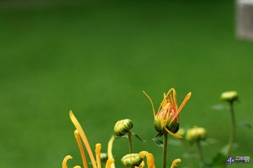 IMG_5194.jpg