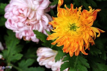 IMG_5209.jpg