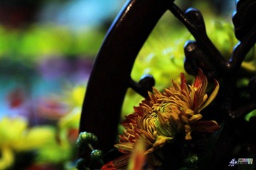 IMG_5213.jpg