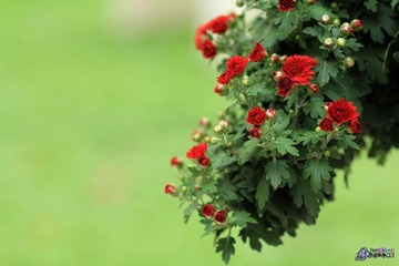 IMG_5221.jpg