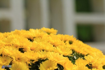 IMG_5371.jpg