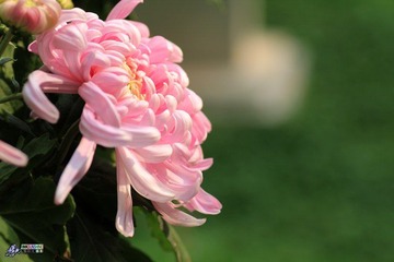 IMG_5375.jpg