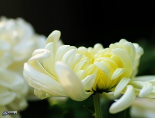 IMG_5377.jpg