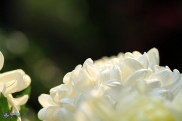 IMG_5378.jpg