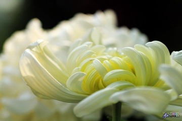 IMG_5379.jpg
