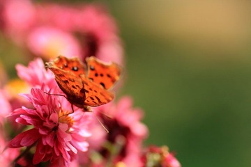 IMG_5392.jpg
