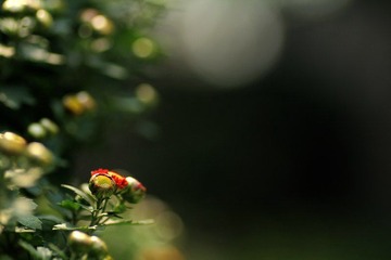 IMG_5407.jpg