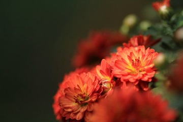 IMG_5425.jpg