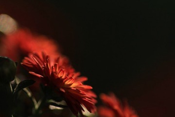 IMG_5428.jpg