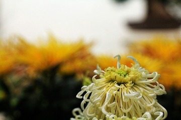 IMG_5432.jpg