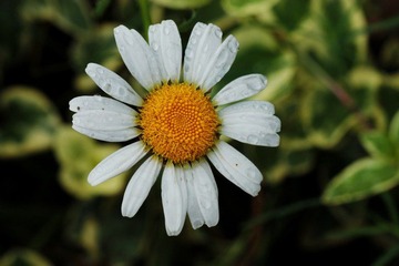 IMG_7066.jpg