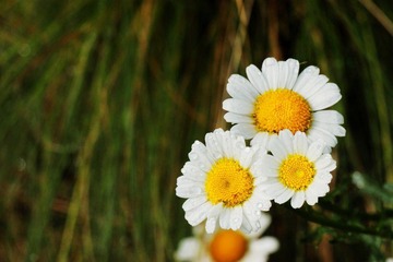 IMG_7071.jpg