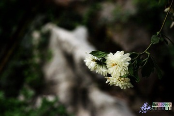 IMG_8790.jpg