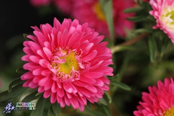 IMG_8796.jpg