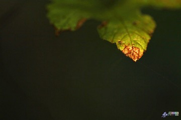 IMG_5794.jpg