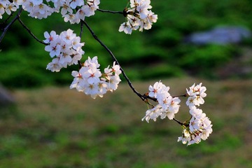 IMG_1334.jpg