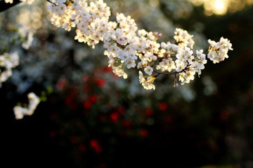 IMG_1335.jpg