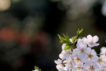 IMG_1337.jpg