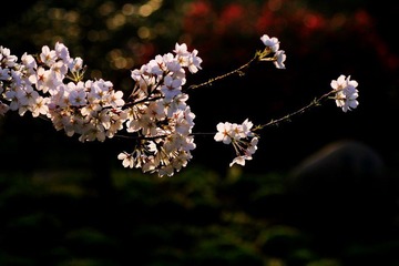 IMG_1344.jpg