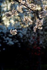 IMG_1345.jpg