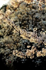 IMG_1346.jpg