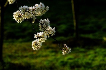 IMG_1347.jpg