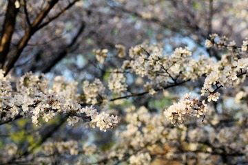 IMG_1365.jpg