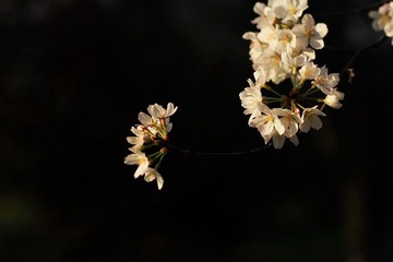 IMG_1369.jpg