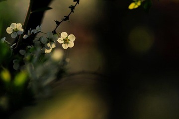 IMG_1622.jpg