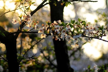 IMG_1652.jpg