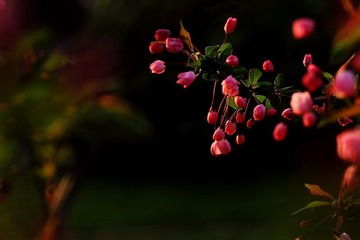 IMG_1655.jpg