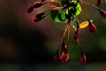 IMG_1555.jpg