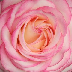 IMG_6370.jpg