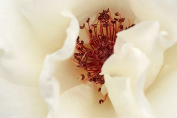 IMG_6383.jpg