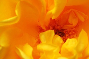 IMG_6427.jpg