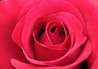 IMG_6520.jpg