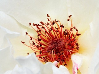 IMG_6524.jpg