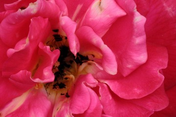 IMG_6528.jpg