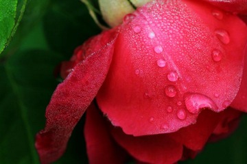 IMG_2818.jpg