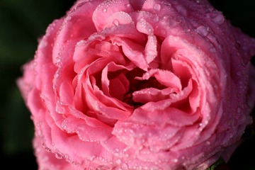 IMG_2886.jpg