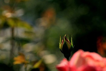 IMG_2706.jpg