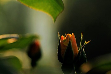 IMG_2608.jpg