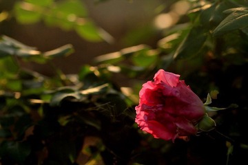 IMG_2610.jpg