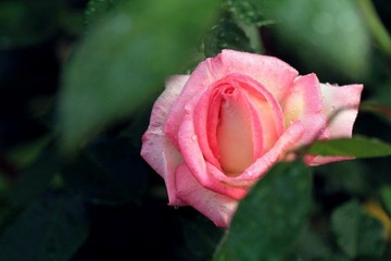 IMG_2848.jpg