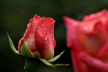 IMG_2852.jpg