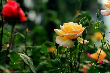 IMG_2854.jpg