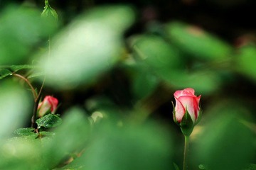 IMG_2865.jpg