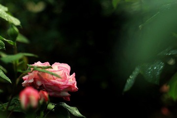 IMG_2870.jpg