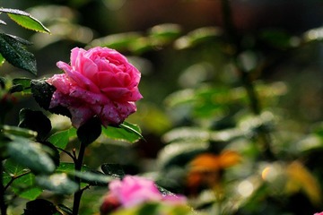 IMG_2884.Ajpg.jpg